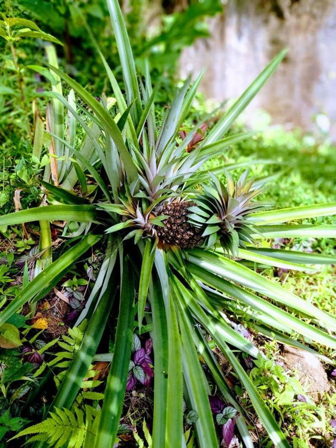Villa Roots Jungle Retreat Marigot Exterior foto