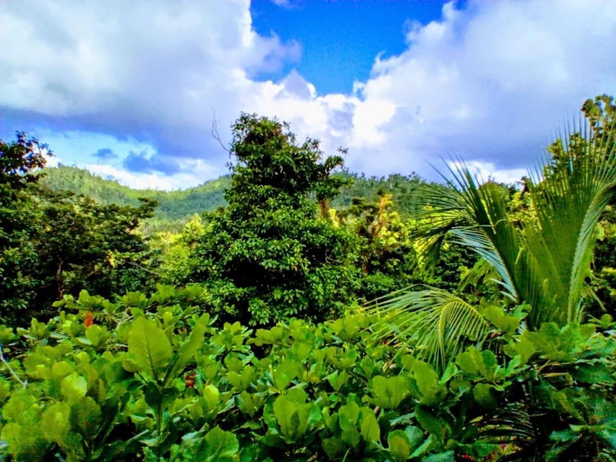 Villa Roots Jungle Retreat Marigot Exterior foto