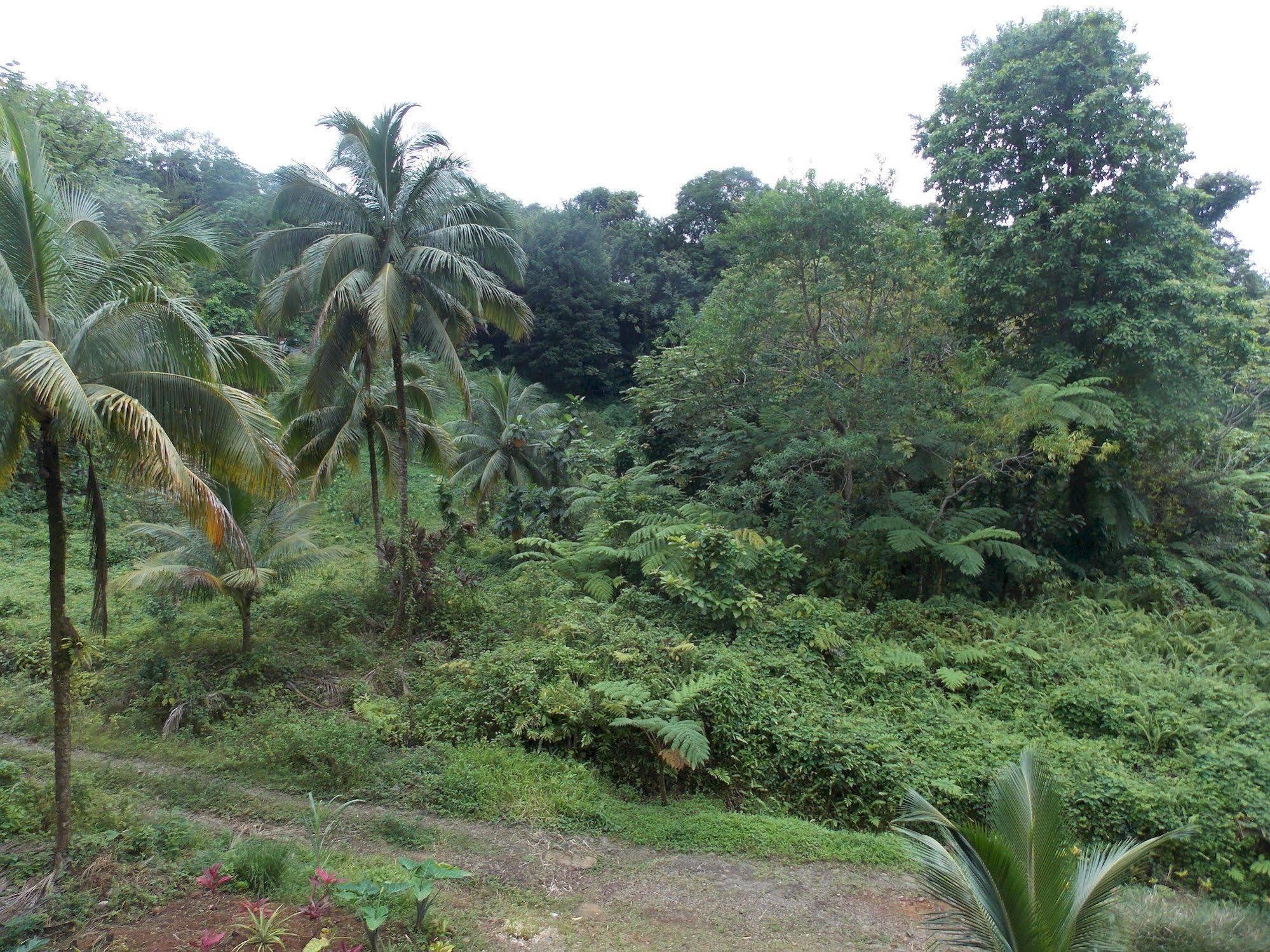 Villa Roots Jungle Retreat Marigot Exterior foto